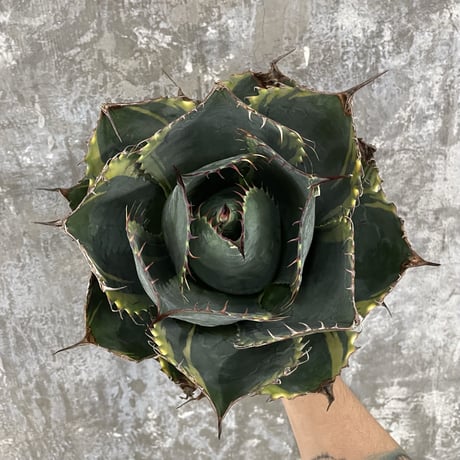 Agave Parrasana "FIRE BALL"　⑧