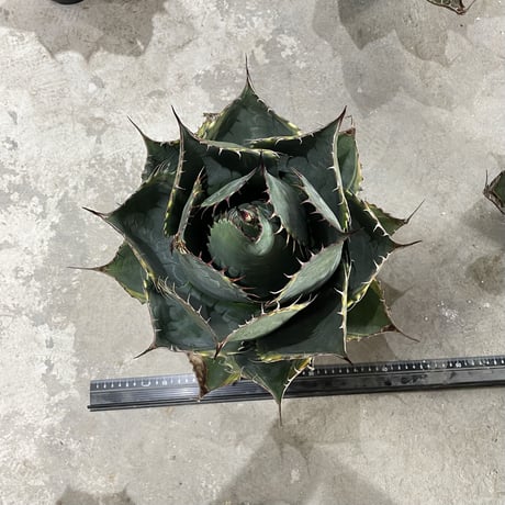 Agave Parrasana "FIRE BALL"　④