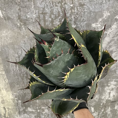 Agave Parrasana "FIRE BALL"　⑤
