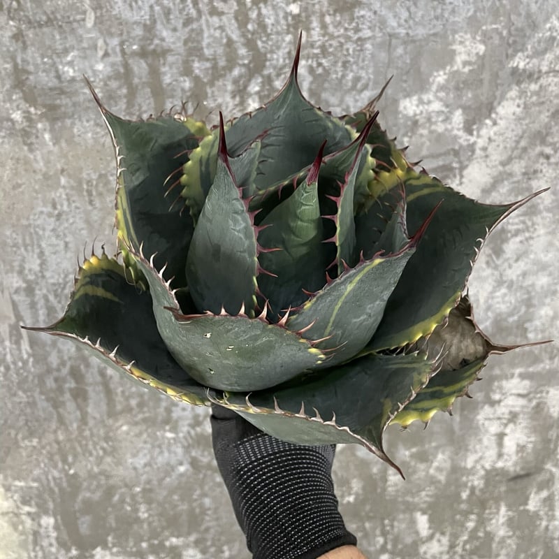 Agave Parrasana "FIRE BALL"  |