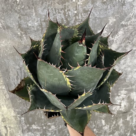 Agave Parrasana "FIRE BALL"　④