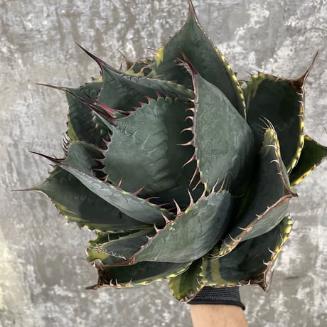 Agave Parrasana "FIRE BALL"　⑥