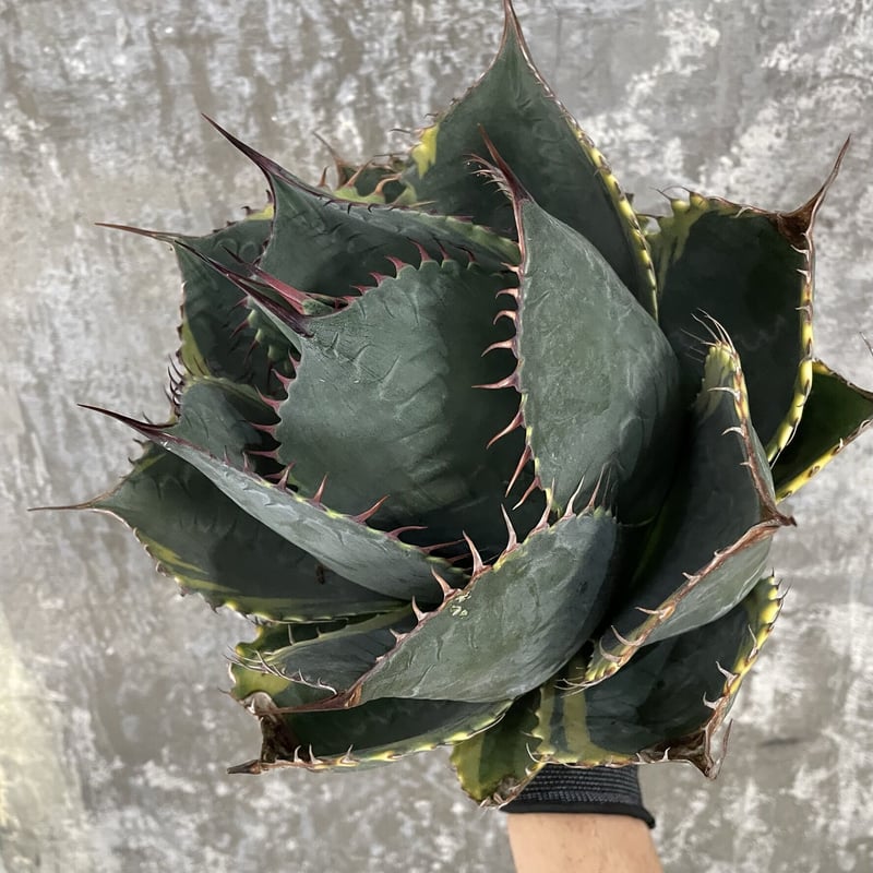 Agave Parrasana Agave Parrasana
