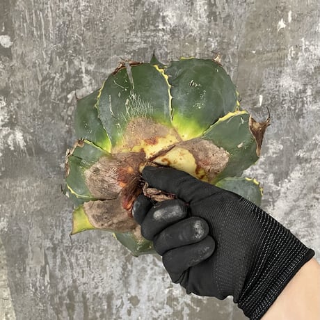 Agave Parrasana "FIRE BALL"　⑧
