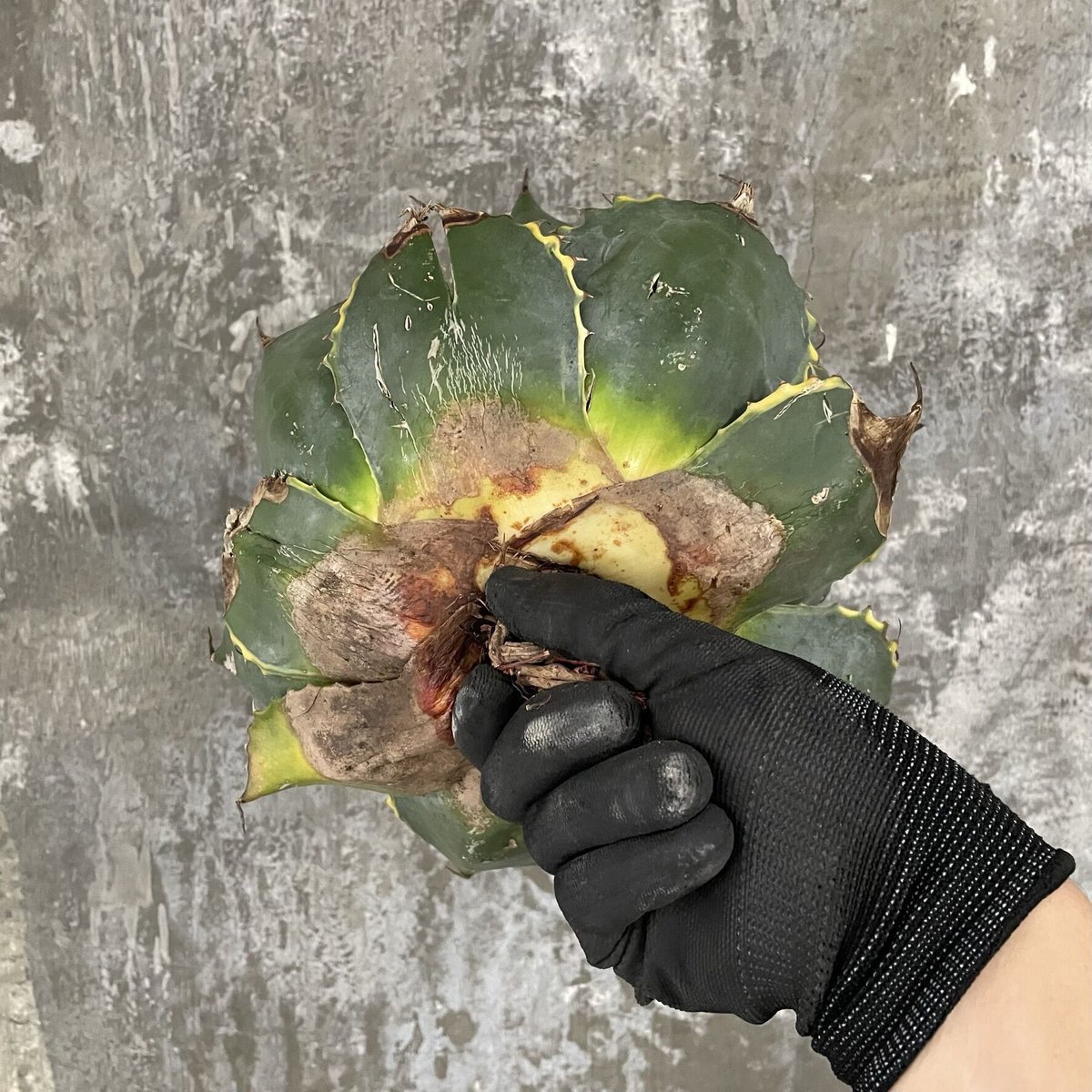 アガベ パラサナグローブ 【公式通販】