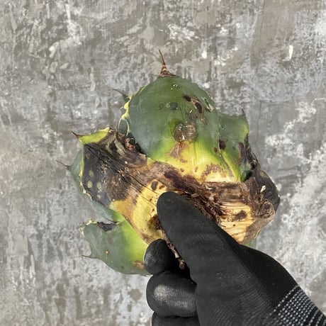 Agave Parrasana "FIRE BALL"　⑩