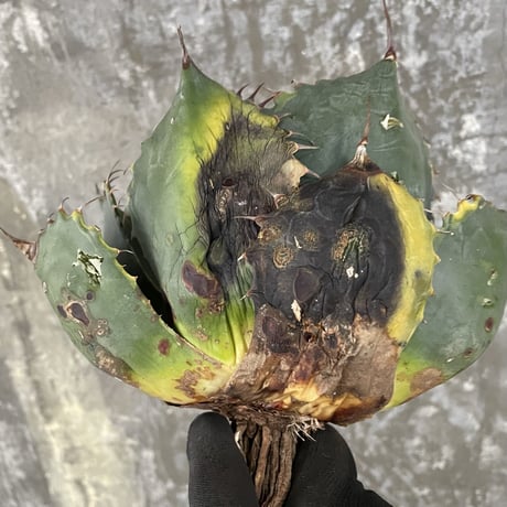 Agave Parrasana "FIRE BALL"　⑩
