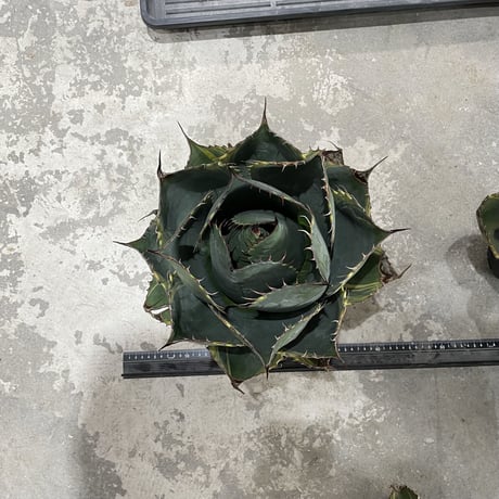 Agave Parrasana "FIRE BALL"　①