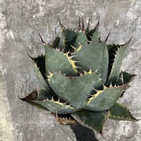 Agave Parrasana "FIRE BALL"　④