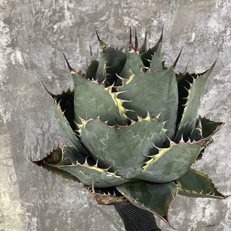牛乳植物研究所