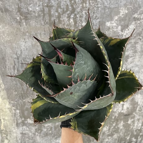 Agave Parrasana "FIRE BALL"　⑦
