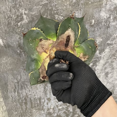 Agave Parrasana "FIRE BALL"　⑥