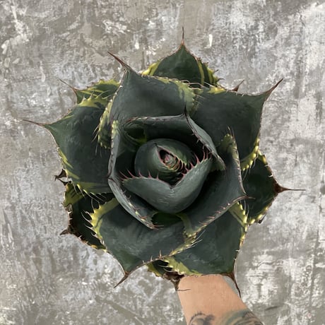 Agave Parrasana "FIRE BALL"　⑥