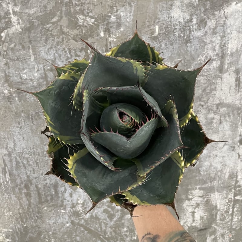 Agave Parrasana Agave Parrasana