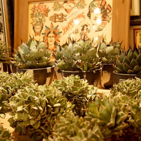 白鯨灯火 限定アイテム 牛乳植物× KYUSHU PLANTS SHOWCASE Amazon.co.jp: 白鯨灯火 限定アイテム 牛乳植物 KYUSHU PLANTS