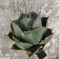 Agave Parrasana "FIRE BALL"　⑧