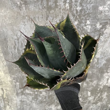 Agave Parrasana "FIRE BALL"　⑩