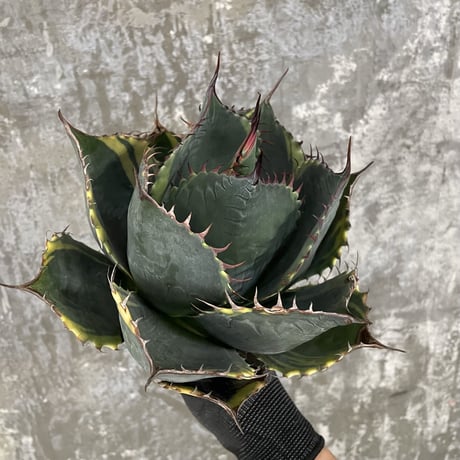 Agave Parrasana "FIRE BALL"　⑩
