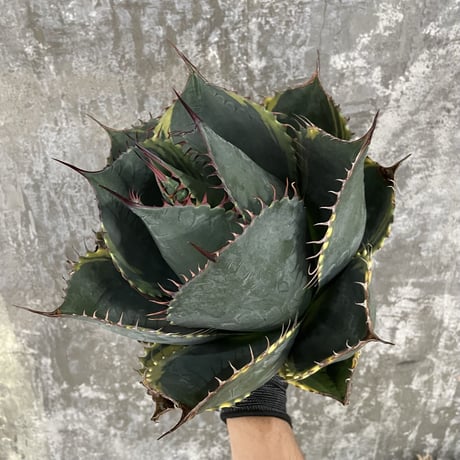 Agave Parrasana "FIRE BALL"　⑥