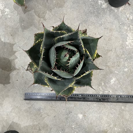 Agave Parrasana "FIRE BALL"　⑤