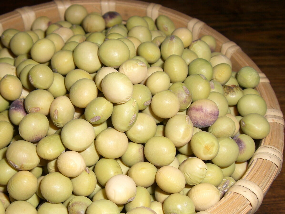在来大豆 1kg | みやもと山ストア