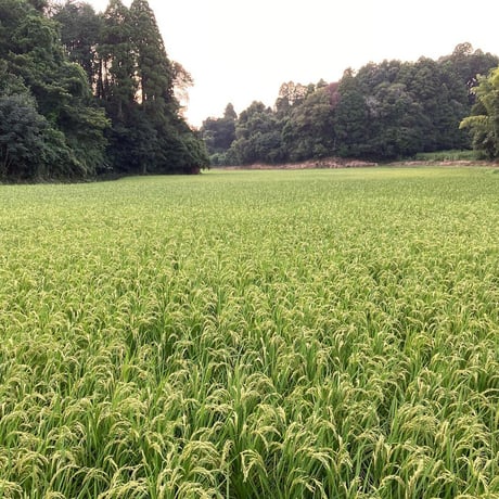 新米！減農薬・有機肥料栽培　ホタル米「精米」