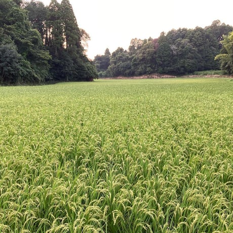 減農薬・有機肥料栽培　ホタル米「精米」