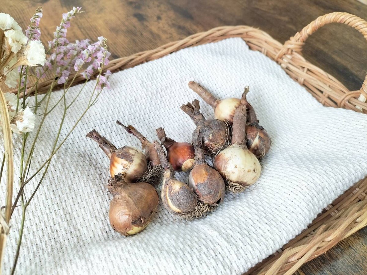 もち様　水仙球根 糸水仙 球根セット 30球 | ono farm STORE