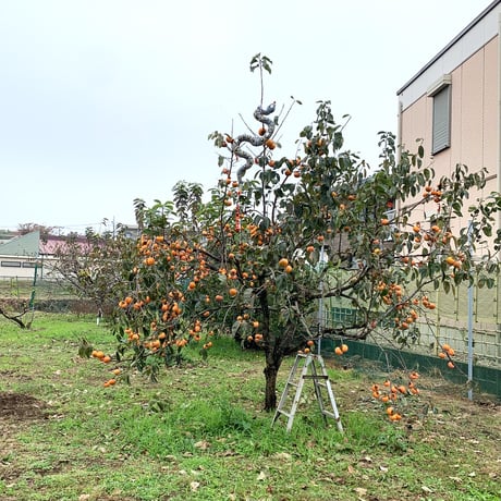 木で熟した富有柿（将司農園）