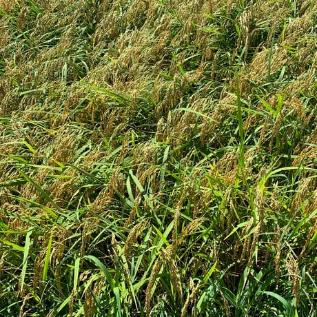 高柳家の無農薬コシヒカリ５kg