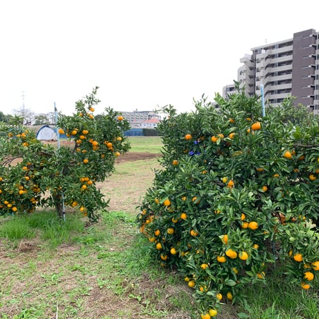 青取りすっぱい蜜柑（将司農園）