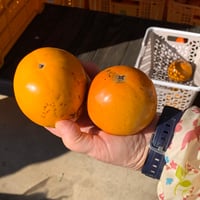 木で熟した百目柿　小さめ２個（将司農園）