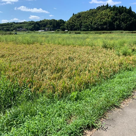 高柳家の無農薬コシヒカリ５kg