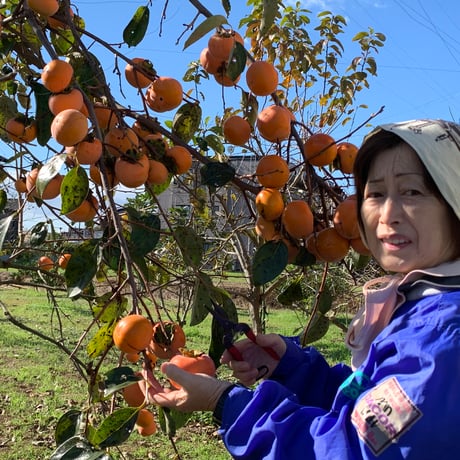 木で熟した富有柿（将司農園）