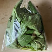 モロヘイヤ (若葉摘み)(カイファーム)