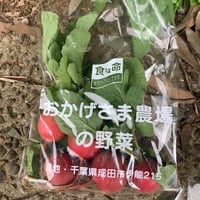 ラディッシュ