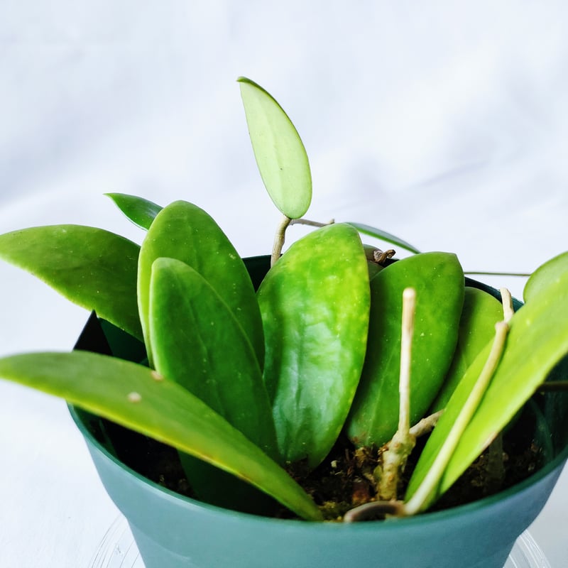 ホヤ ベルティシラータ Hoya verticillata | HAPPAYA