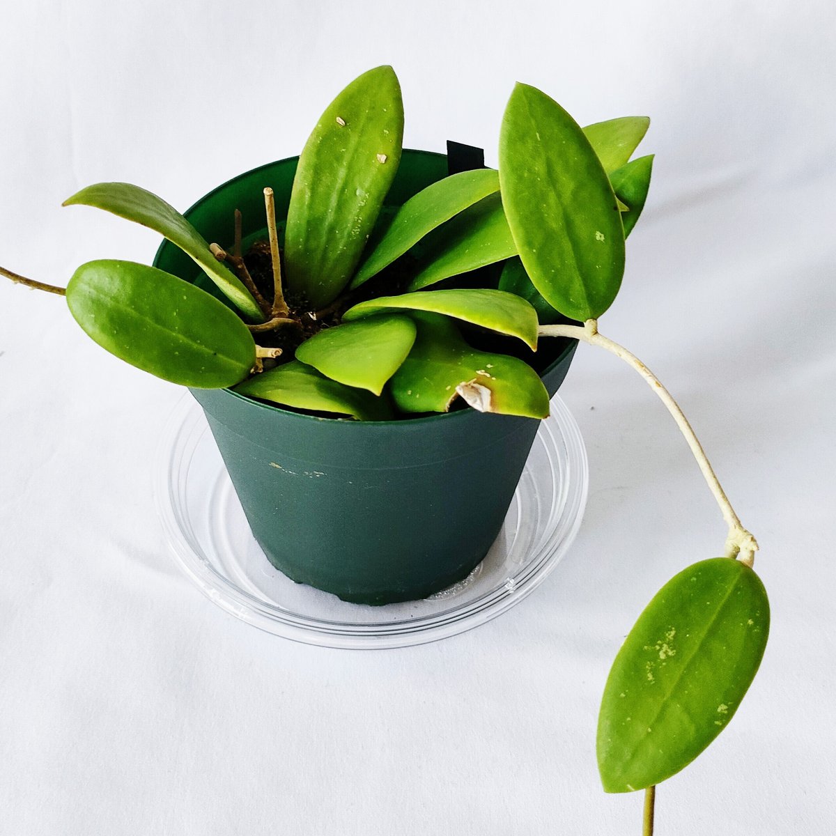 ホヤ ベルティシラータ Hoya verticillata | HAPPAYA