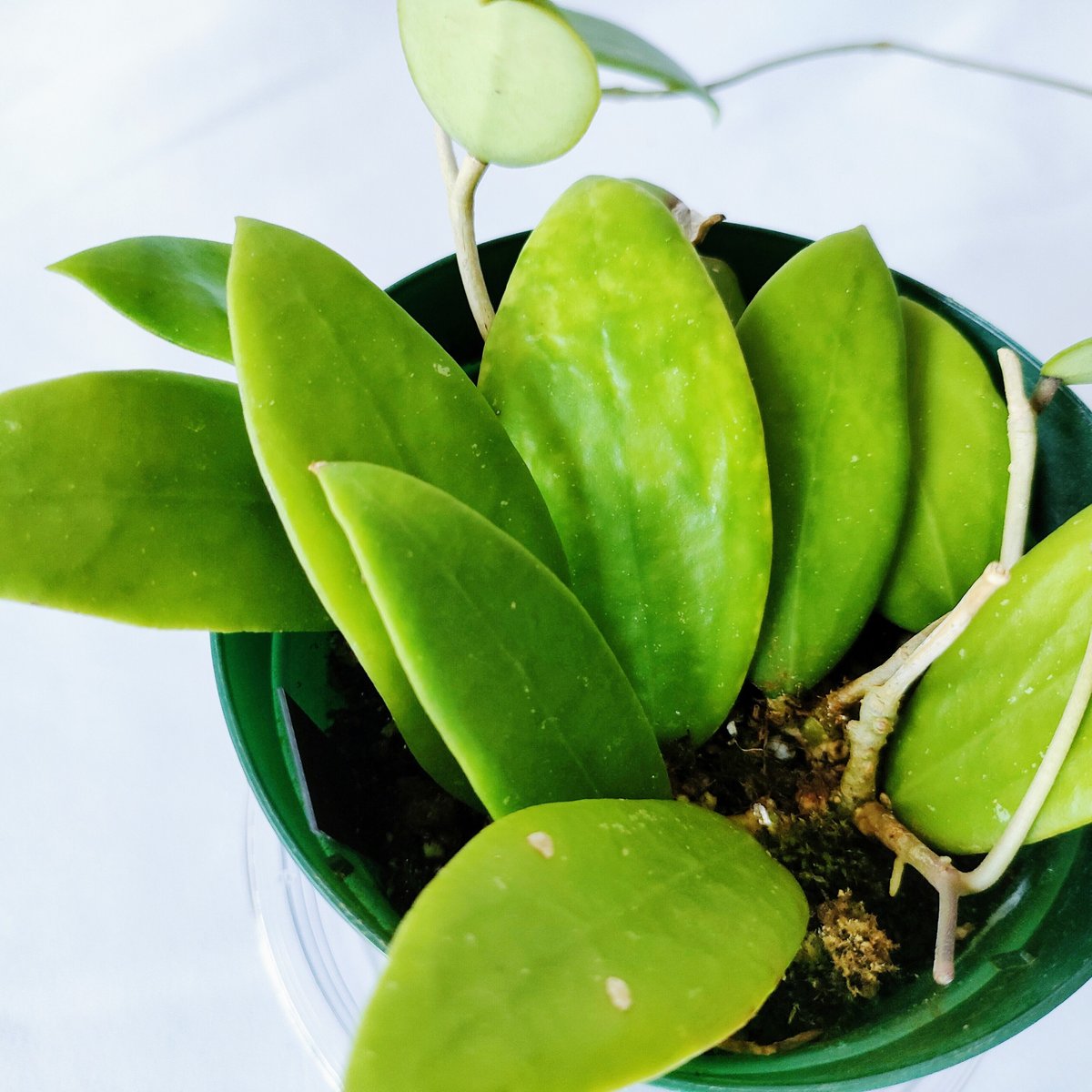 ホヤ ベルティシラータ Hoya verticillata | HAPPAYA