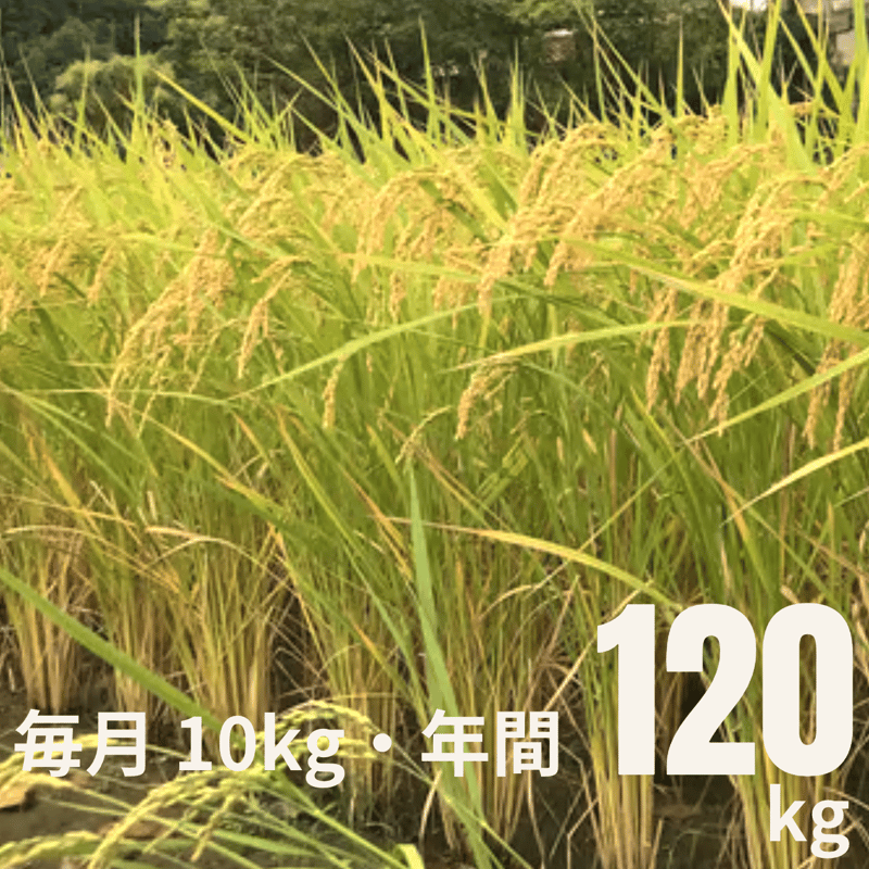 厳選たなだ米 120kg 10kgずつ毎月送付(生産者:夢ファーム口羽 厳選たなだ米 120kg 10kgずつ毎月送付(生産者:夢ファーム口羽
