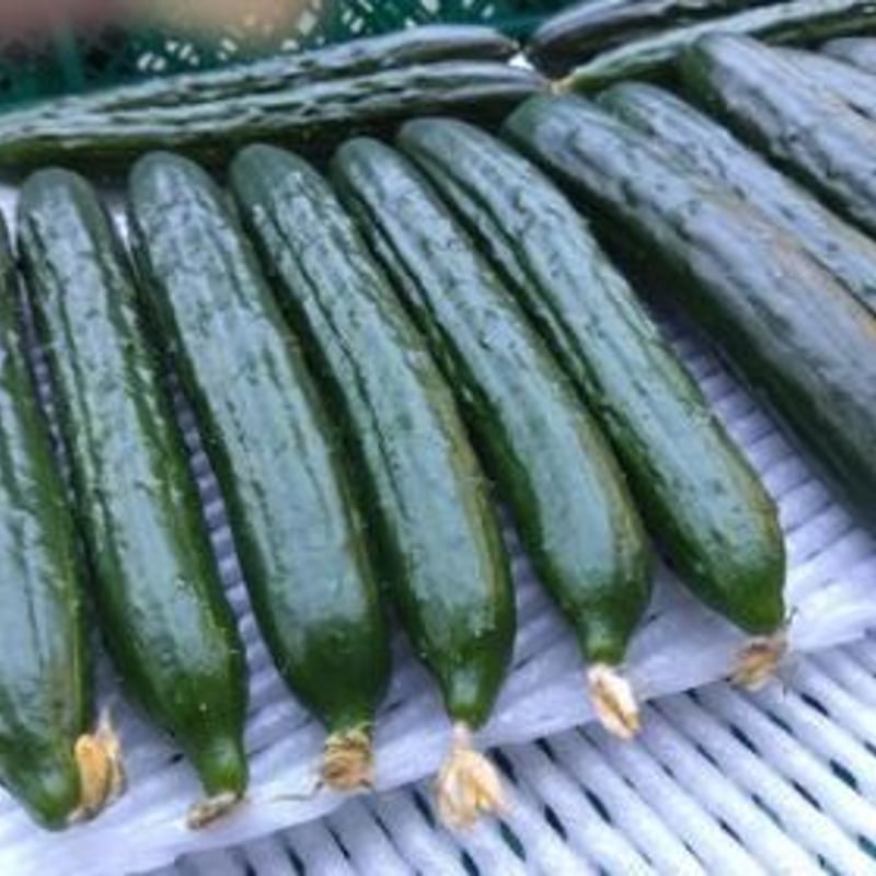 B級品 きゅうり 20キロ ファーム専用 JAうごの最高級きゅうり 通称『ブラック』 品質日本一 | 秋田県