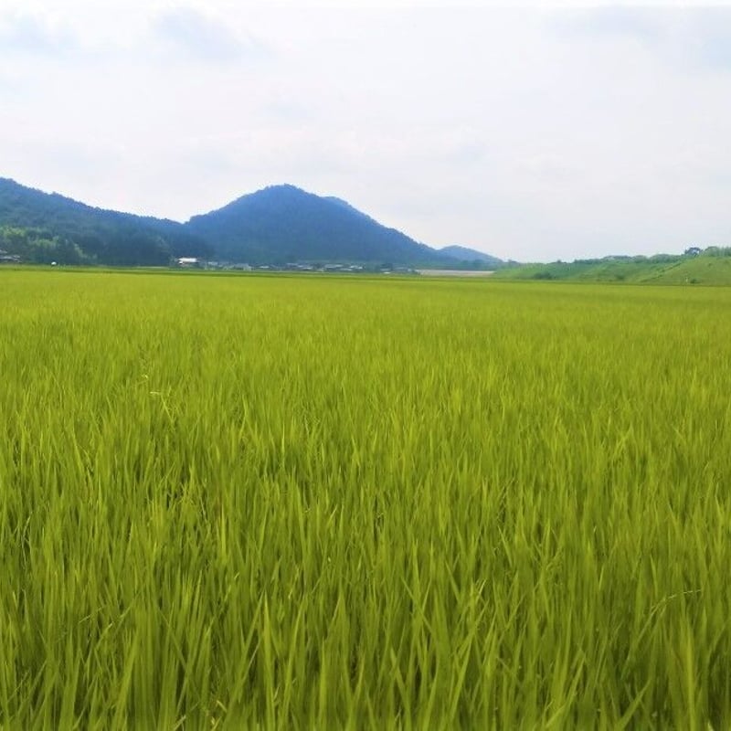 新米2024年　30キロ滋賀県産　環境こだわり米減農薬栽培 000000000023-01-m.jpg?t=