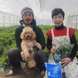 きゅうり農園 スマイルファーム