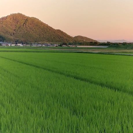 【新米】滋賀県産環境こだわり米　1等(検査済み)  5kg