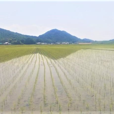 【新米】滋賀県産環境こだわり米　1等(検査済み)10kg