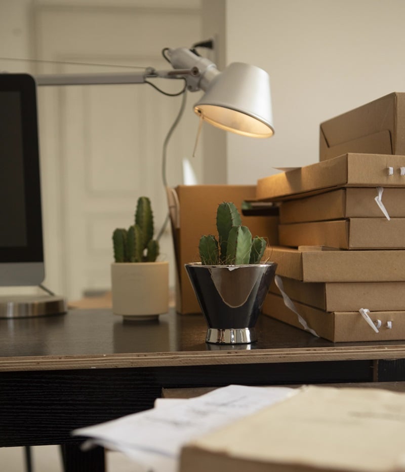 Hilo Beauty５号鉢挿し木三叉 Hilo Beauty5号鉢挿し木三叉 二丈(3号鉢) | bachi