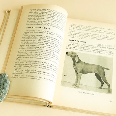 『Plemenne standardy uzitkovych psu 』チェコの犬図鑑　1954年