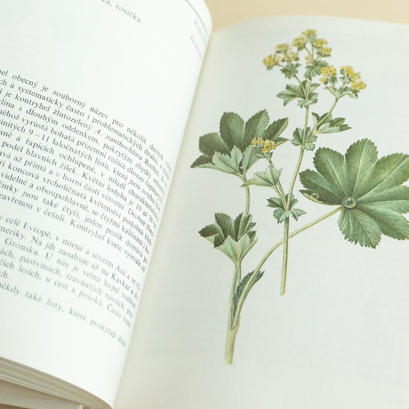 Zelena lekarna』チェコの薬草図鑑 Frantisek Severa 絵 198