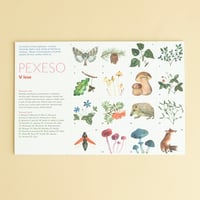 PEXESO（神経衰弱）/ V lese