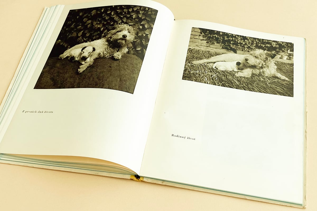 Dasenka cili zivot stenete』（ダーシェンカ） カレル・チャペック（